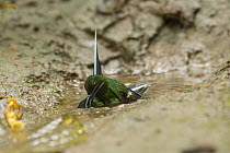 Green Thorntail (Discosura conversii) hummingbird males fighting, Choco Rainforest, Ecuador. Sequence 3 of 4