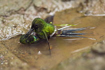 Green Thorntail (Discosura conversii) hummingbird males fighting, Choco Rainforest, Ecuador. Sequence 4 of 4