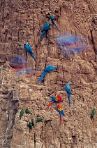 Scarlet Macaw (Ara macao), Blue and Yellow Macaw (Ara ararauna), and Dusky-headed Parakeet (Aratinga weddellii) flock at mineral lick, Peru
