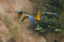 Blue and Yellow Macaw (Ara ararauna) group flying, Ecuador
