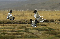 Andean Goose (Chloephaga melanoptera) trio in territorial fight, Argentina