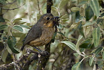 Tawny Antpitta (Grallaria quitensis) with insect prey, Colombia