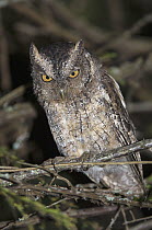 West Peruvian Screech-Owl (Otus roboratus) at night, Ecuador