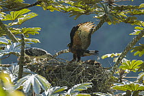 Black-and-chestnut Eagle (Spizaetus isidori) chick and parent at nest, Ecuador