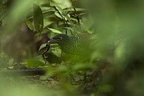 Banded Ground-Cuckoo (Neomorphus radiolosus) with prey, Choco Rainforest, Ecuador