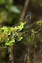 Crescent-faced Antpitta (Grallaricula lineifrons), Colombia