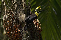 Black-mandibled Toucan (Ramphastos ambiguus) feeding on fruit, Ecuador