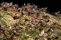 Ant (Colobopsis sp) group guarding entrance to nest, they explode their bodies as a defense, Mulu National Park, Sarawak, Borneo, Malaysia