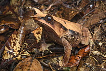 Asian Horned Frog (Megophrys nasuta) female, Gunung Penrissen, Sarawak, Borneo, Malaysia