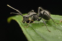 Spiny Ant (Polyrhachis sp), Gunung Penrissen, Sarawak, Borneo, Malaysia