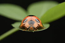 Ladybird (Synonycha grandis), Gunung Penrissen, Sarawak, Borneo, Malaysia