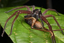 Giant Crab Spider (Sparassidae)with parasitic midge, feeding on cricket, Gunung Penrissen, Sarawak, Borneo, Malaysia