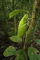 Katydid (Pseudophyllus hercules) in rainforest, Gunung Penrissen, Sarawak, Borneo, Malaysia