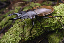 Stag Beetle (Odontolabis dalmani) male, Gunung Penrissen, Sarawak, Borneo, Malaysia
