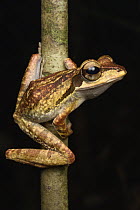 Dark-eared Tree Frog (Polypedates macrotis), Kubah National Park, Sarawak, Borneo, Malaysia
