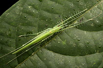 Katydid (Tettigoniidae), Kubah National Park, Sarawak, Borneo, Malaysia