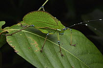 Katydid (Scambophyllum sp), Gunung Penrissen, Sarawak, Borneo, Malaysia