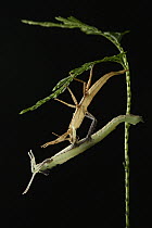 Stick Insect (PylaemenesÂborneensis) molting, Gunung Penrissen, Sarawak, Borneo, Malaysia