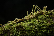 Stick Insect (Orthostheneboea exotica) female, Gunung Penrissen, Sarawak, Borneo, Malaysia