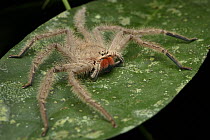 David Bowie Huntsman Spider (Heteropoda davidbowie) female, Mulu National Park, Sarawak, Borneo, Malaysia