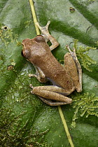 Flying Frog (Rhacophorus gauni), Mulu National Park, Sarawak, Borneo, Malaysia