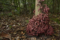 Goniothalamus (Goniothalamus ridleyi) flowering along trunk so species in understory can pollinate it, Sungai Wain Protected Forest, East Kalimantan, Borneo, Indonesia
