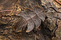 Trilobite Beetle (Platerodrilus foliaceus) female, Sungai Wain Protected Forest, East Kalimantan, Borneo, Indonesia