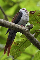 Great Cuckoo-Dove (Reinwardtoena reinwardtsi), Waigeo, New Guinea, Indonesia