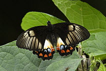 Orchard Swallowtail (Papilio aegeus) butterfly, Arfak Mountains, New Guinea, Indonesia