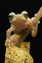 Australasian Tree Frog (Litoria sp), Arfak Mountains, New Guinea, Indonesia