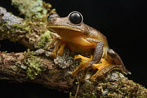 Treefrog (Nyctimystes sp), Arfak Mountains, New Guinea, Indonesia