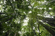 Fan Palm (Licuala sp) trees in lowland rainforest, Nimbokrang, New Guinea, Indonesia