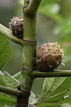 Fig (Ficus dammaropsis) fruit, Nimbokrang, New Guinea, Indonesia