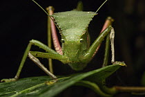 Katydid (Tettigoniidae), Nimbokrang, New Guinea, Indonesia