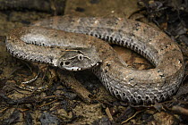 Smooth-scaled Death Adder (Acanthophis laevis), Nimbokrang, New Guinea, Indonesia