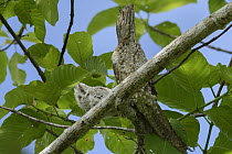 Papuan Frogmouth (Podargus papuensis) parent and chick camouflaged on branch, Nimbokrang, New Guinea, Indonesia
