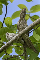 Papuan Frogmouth (Podargus papuensis) parent and chick camouflaged on branch, Nimbokrang, New Guinea, Indonesia