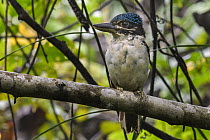Hook-billed Kingfisher (Melidora macrorrhina), Nimbokrang, New Guinea, Indonesia