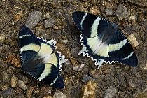Moth (Alcidis aruus) pair at mineral lick, Arfak Mountains, New Guinea, Indonesia