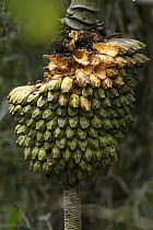Banana (Musa ingens) fruit, Arfak Mountains, New Guinea, Indonesia