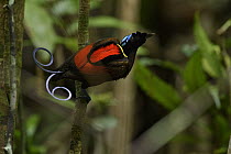 Wilson's Bird-of-paradise (Cicinnurus respublica) male, Waigeo, New Guinea, Indonesia