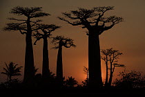 Grandidier's Baobab (Adansonia grandidieri) trees at sunset, Morondava, Madagascar