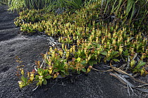 Perville's Pitcher Plant (Nepenthes pervillei), Mount Copolia, Seychelles