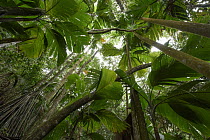 Seychelles Stilt Palm (Verschaffeltia splendida) grove, Mount Copolia, Seychelles