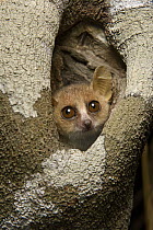 Gray Mouse Lemur (Microcebus murinus) in tree hole, Kirindy Forest, Morondava, Madagascar