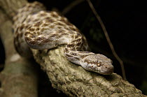 Malagasy Cat-eyed Snake (Madagascarophis colubrinus), Bekopaka, Madagascar
