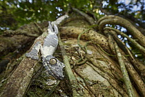 Common Flat-tail Gecko (Uroplatus fimbriatus) on tree, Marojejy National Park, Madagascar