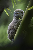 Western Lesser Bamboo Lemur (Hapalemur occidentalis), Marojejy National Park, Madagascar