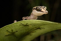 Graceful Madagascar Ground Gecko (Paroedura gracilis), Marojejy National Park, Madagascar
