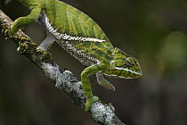 Baudrier's Chameleon (Furcifer balteatus) female, Ranomafana National Park, Madagascar